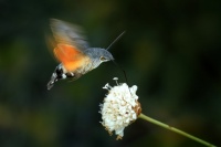 Dlouhozobka svizelova - Macroglossum stellatarum - Hummingbird hawk-moth 3419